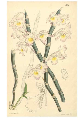 Reproducción/Reproduction 34429003924: Curtis's botanical magazine.. London ; New York [etc.] :Academic Press [etc.]