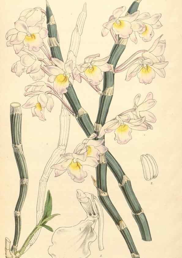 Reproducción/Reproduction 34429003924: Curtis's botanical magazine.. London ; New York [etc.] :Academic Press [etc.]