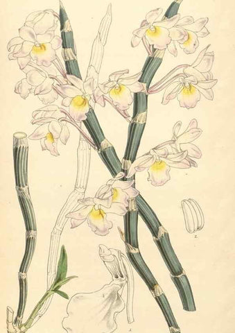 Reproducción/Reproduction 34429003924: Curtis's botanical magazine.. London ; New York [etc.] :Academic Press [etc.]