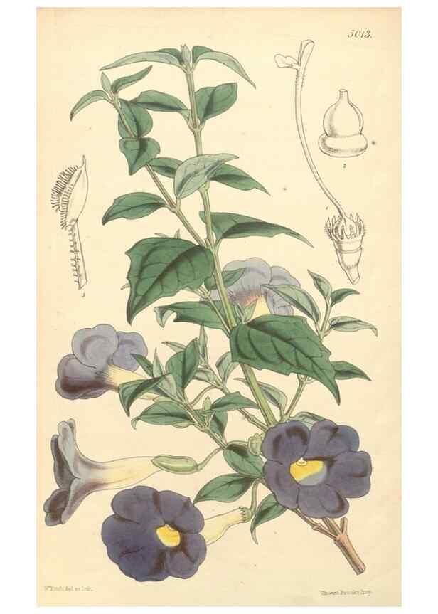 Reproducción/Reproduction 34463239483: Curtis's botanical magazine.. London ; New York [etc.] :Academic Press [etc.]