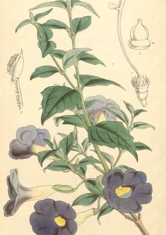 Reproducción/Reproduction 34463239483: Curtis's botanical magazine.. London ; New York [etc.] :Academic Press [etc.]