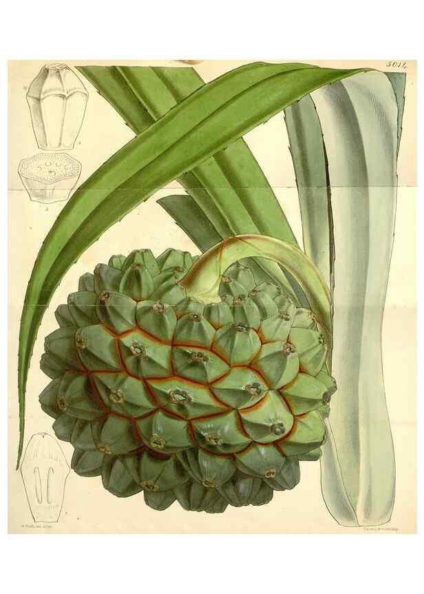 Reproducción/Reproduction 35272983275: Curtis's botanical magazine.. London ; New York [etc.] :Academic Press [etc.]