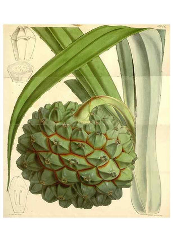 Reproducción/Reproduction 35272983275: Curtis's botanical magazine.. London ; New York [etc.] :Academic Press [etc.]