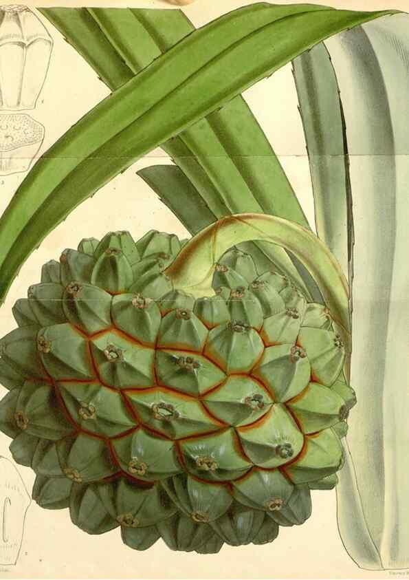 Reproducción/Reproduction 35272983275: Curtis's botanical magazine.. London ; New York [etc.] :Academic Press [etc.]