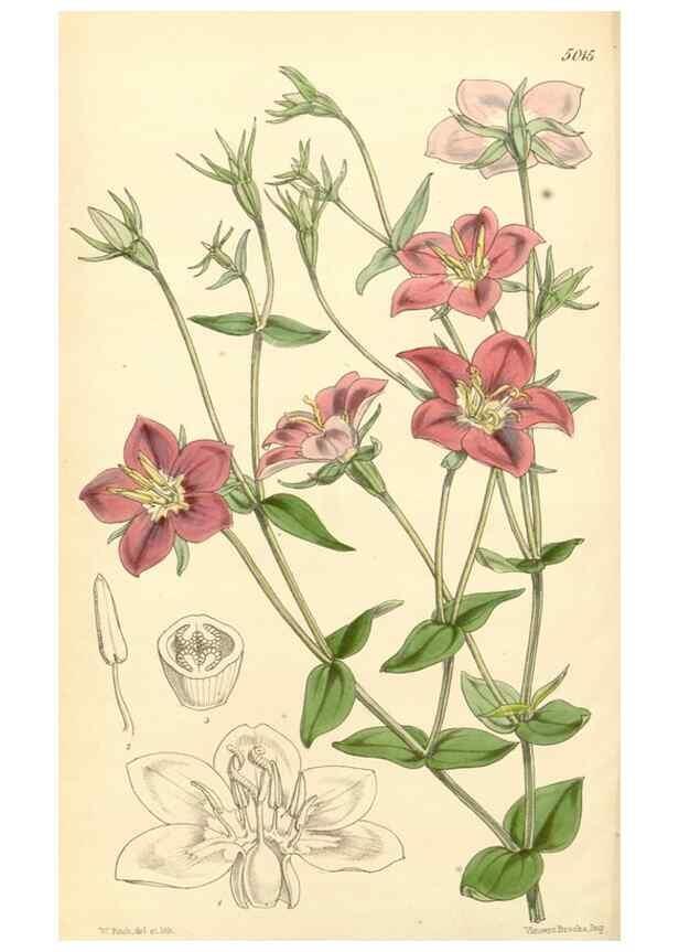 Reproducción/Reproduction 35106318842: Curtis's botanical magazine.. London ; New York [etc.] :Academic Press [etc.]