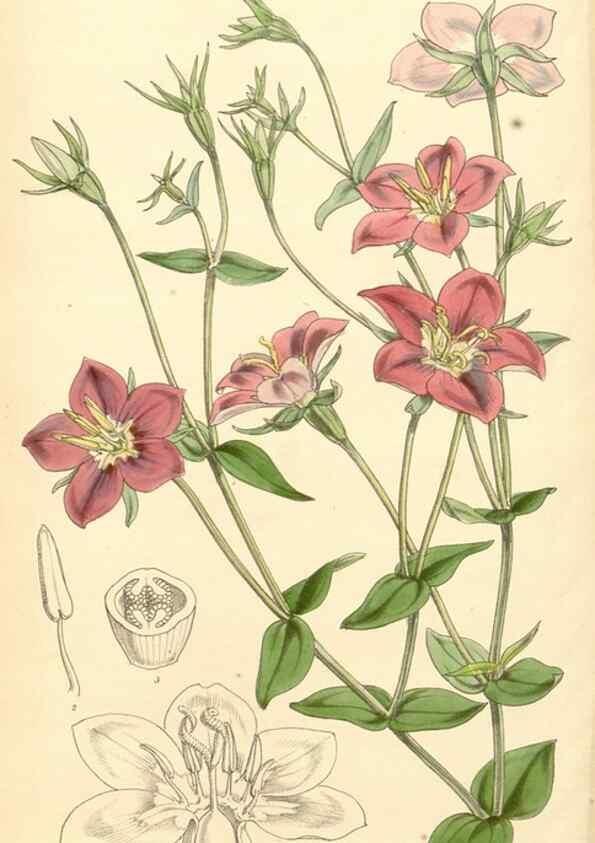 Reproducción/Reproduction 35106318842: Curtis's botanical magazine.. London ; New York [etc.] :Academic Press [etc.]