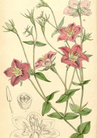 Reproducción/Reproduction 35106318842: Curtis's botanical magazine.. London ; New York [etc.] :Academic Press [etc.]