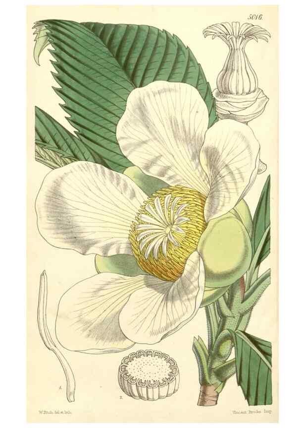 Reproducción/Reproduction 35272986435: Curtis's botanical magazine.. London ; New York [etc.] :Academic Press [etc.]