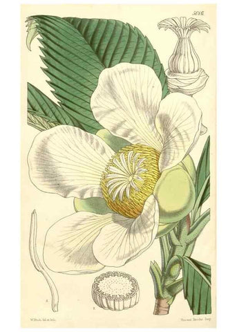 Reproducción/Reproduction 35272986435: Curtis's botanical magazine.. London ; New York [etc.] :Academic Press [etc.]