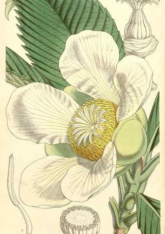 Reproducción/Reproduction 35272986435: Curtis's botanical magazine.. London ; New York [etc.] :Academic Press [etc.]