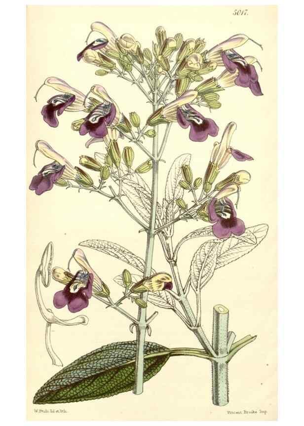 Reproducción/Reproduction 35272988225: Curtis's botanical magazine.. London ; New York [etc.] :Academic Press [etc.]