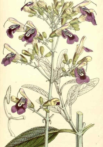 Reproducción/Reproduction 35272988225: Curtis's botanical magazine.. London ; New York [etc.] :Academic Press [etc.]