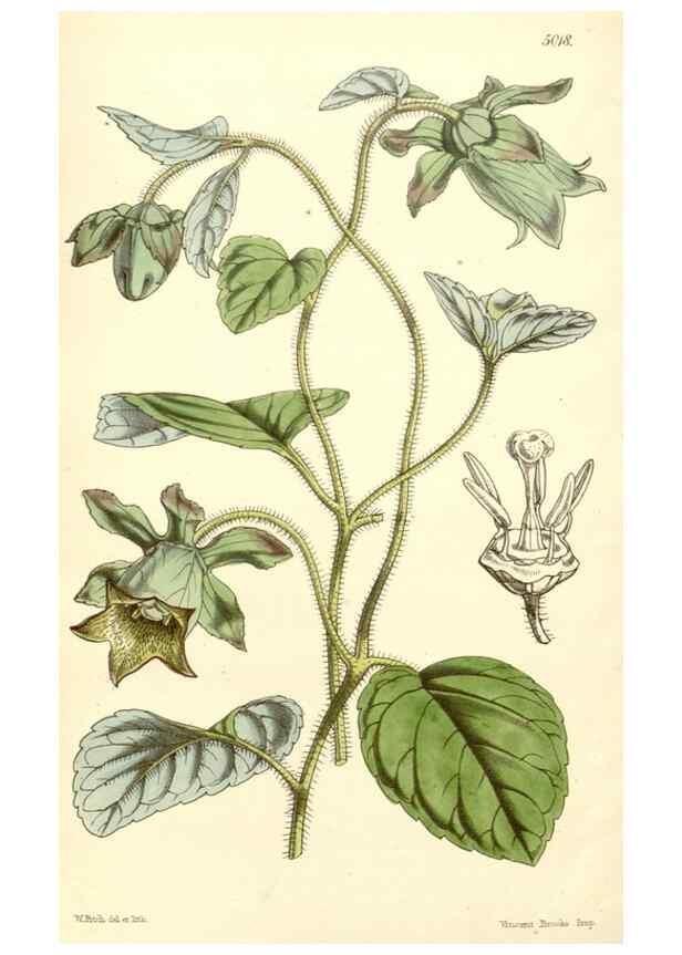 Reproducción/Reproduction 34429016744: Curtis's botanical magazine.. London ; New York [etc.] :Academic Press [etc.]