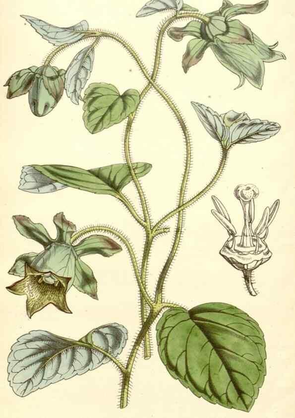 Reproducción/Reproduction 34429016744: Curtis's botanical magazine.. London ; New York [etc.] :Academic Press [etc.]