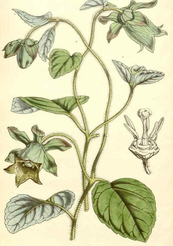 Reproducción/Reproduction 34429016744: Curtis's botanical magazine.. London ; New York [etc.] :Academic Press [etc.]