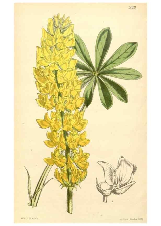 Reproducción/Reproduction 34429018234: Curtis's botanical magazine.. London ; New York [etc.] :Academic Press [etc.]