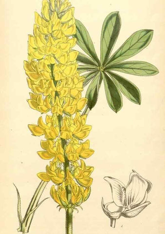 Reproducción/Reproduction 34429018234: Curtis's botanical magazine.. London ; New York [etc.] :Academic Press [etc.]