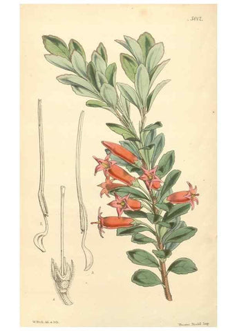 Reproducción/Reproduction 35272980035: Curtis's botanical magazine.. London ; New York [etc.] :Academic Press [etc.]