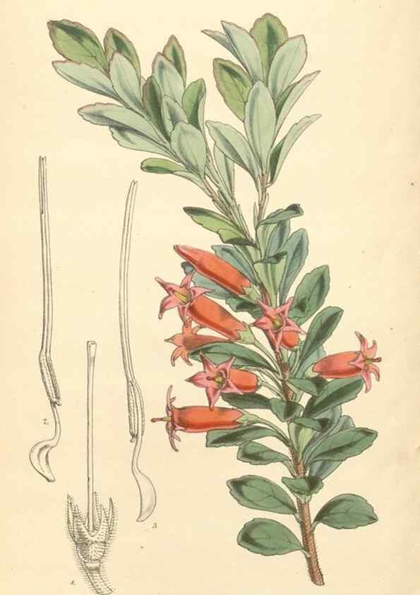 Reproducción/Reproduction 35272980035: Curtis's botanical magazine.. London ; New York [etc.] :Academic Press [etc.]