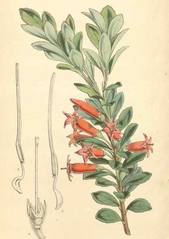Reproducción/Reproduction 35272980035: Curtis's botanical magazine.. London ; New York [etc.] :Academic Press [etc.]