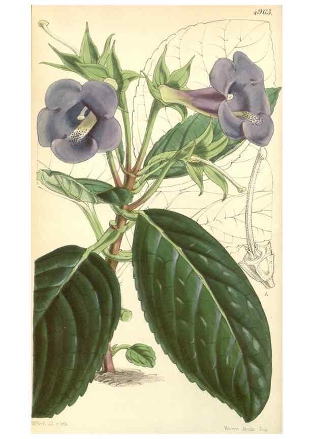Reproducción/Reproduction 35106208722: Curtis's botanical magazine.. London ; New York [etc.] :Academic Press [etc.]