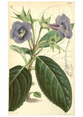 Reproducción/Reproduction 35106208722: Curtis's botanical magazine.. London ; New York [etc.] :Academic Press [etc.]