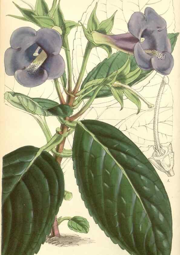 Reproducción/Reproduction 35106208722: Curtis's botanical magazine.. London ; New York [etc.] :Academic Press [etc.]