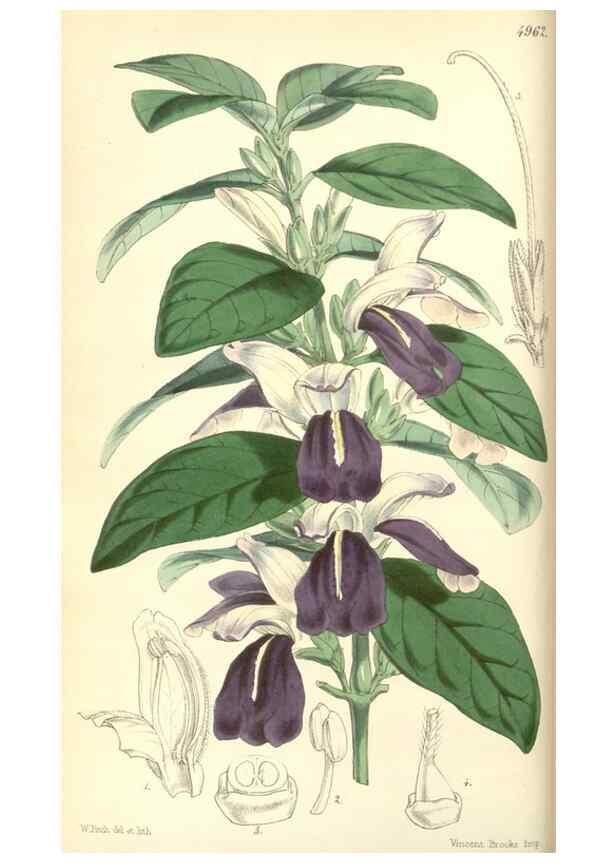 Reproducción/Reproduction 34428900294: Curtis's botanical magazine.. London ; New York [etc.] :Academic Press [etc.]