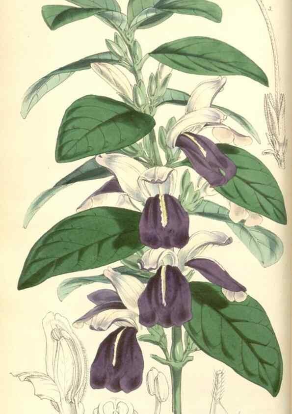 Reproducción/Reproduction 34428900294: Curtis's botanical magazine.. London ; New York [etc.] :Academic Press [etc.]