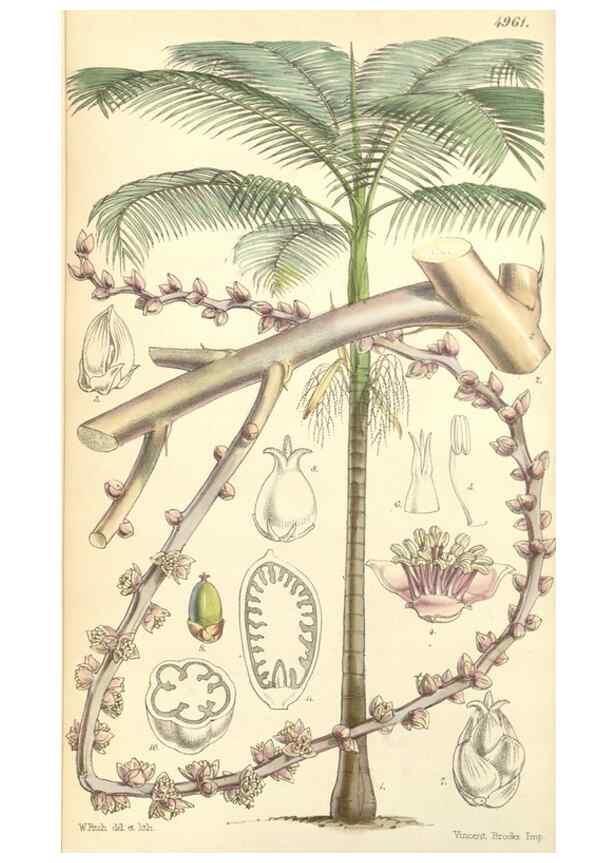 Reproducción/Reproduction 34428898284: Curtis's botanical magazine.. London ; New York [etc.] :Academic Press [etc.]