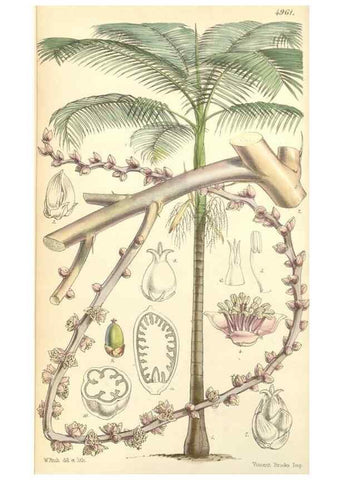 Reproducción/Reproduction 34428898284: Curtis's botanical magazine.. London ; New York [etc.] :Academic Press [etc.]