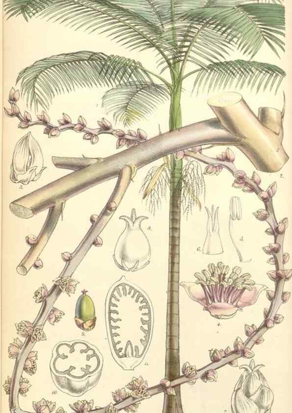 Reproducción/Reproduction 34428898284: Curtis's botanical magazine.. London ; New York [etc.] :Academic Press [etc.]