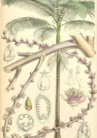 Reproducción/Reproduction 34428898284: Curtis's botanical magazine.. London ; New York [etc.] :Academic Press [etc.]