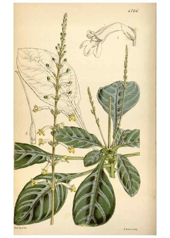 Reproducción/Reproduction 34443200743: Curtis's botanical magazine.. London ; New York [etc.] :Academic Press [etc.]