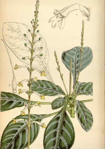 Reproducción/Reproduction 34443200743: Curtis's botanical magazine.. London ; New York [etc.] :Academic Press [etc.]