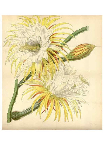 Reproducción/Reproduction 35122411551: Curtis's botanical magazine.. London ; New York [etc.] :Academic Press [etc.]