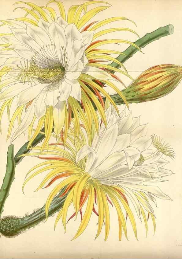 Reproducción/Reproduction 35122411551: Curtis's botanical magazine.. London ; New York [etc.] :Academic Press [etc.]