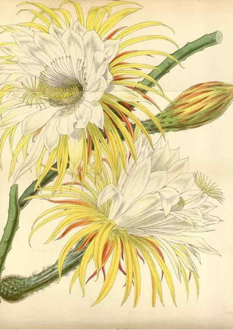 Reproducción/Reproduction 35122411551: Curtis's botanical magazine.. London ; New York [etc.] :Academic Press [etc.]
