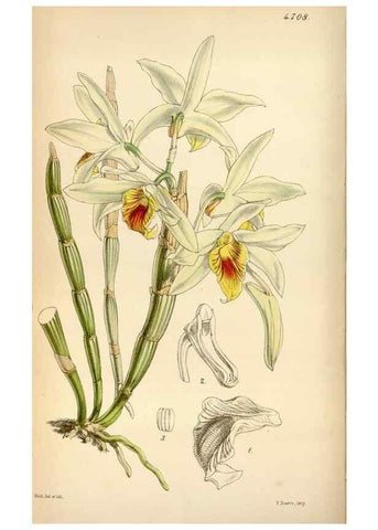 Reproducción/Reproduction 35122415781: Curtis's botanical magazine.. London ; New York [etc.] :Academic Press [etc.]