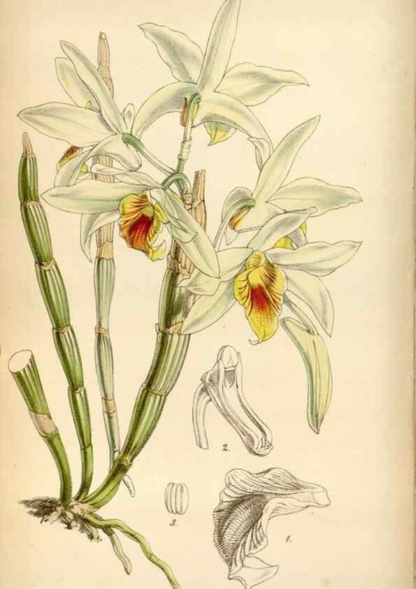 Reproducción/Reproduction 35122415781: Curtis's botanical magazine.. London ; New York [etc.] :Academic Press [etc.]