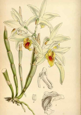 Reproducción/Reproduction 35122415781: Curtis's botanical magazine.. London ; New York [etc.] :Academic Press [etc.]