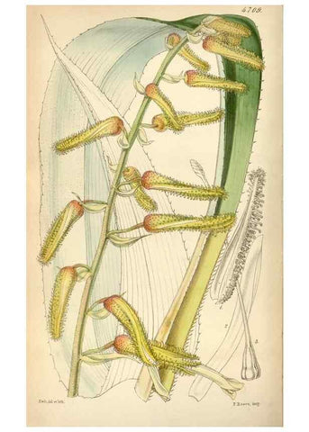 Reproducción/Reproduction 35122419941: Curtis's botanical magazine.. London ; New York [etc.] :Academic Press [etc.]
