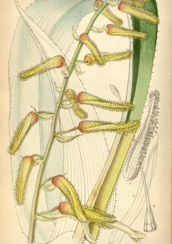 Reproducción/Reproduction 35122419941: Curtis's botanical magazine.. London ; New York [etc.] :Academic Press [etc.]