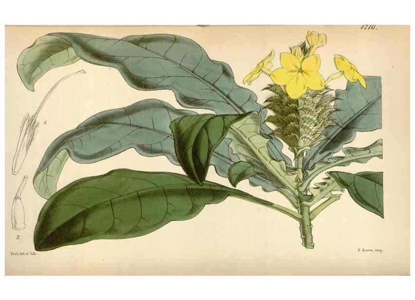 Reproducción/Reproduction 35122422371: Curtis's botanical magazine.. London ; New York [etc.] :Academic Press [etc.]