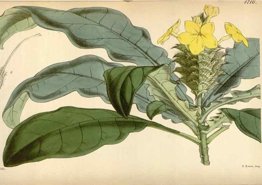 Reproducción/Reproduction 35122422371: Curtis's botanical magazine.. London ; New York [etc.] :Academic Press [etc.]