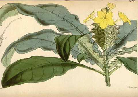 Reproducción/Reproduction 35122422371: Curtis's botanical magazine.. London ; New York [etc.] :Academic Press [etc.]