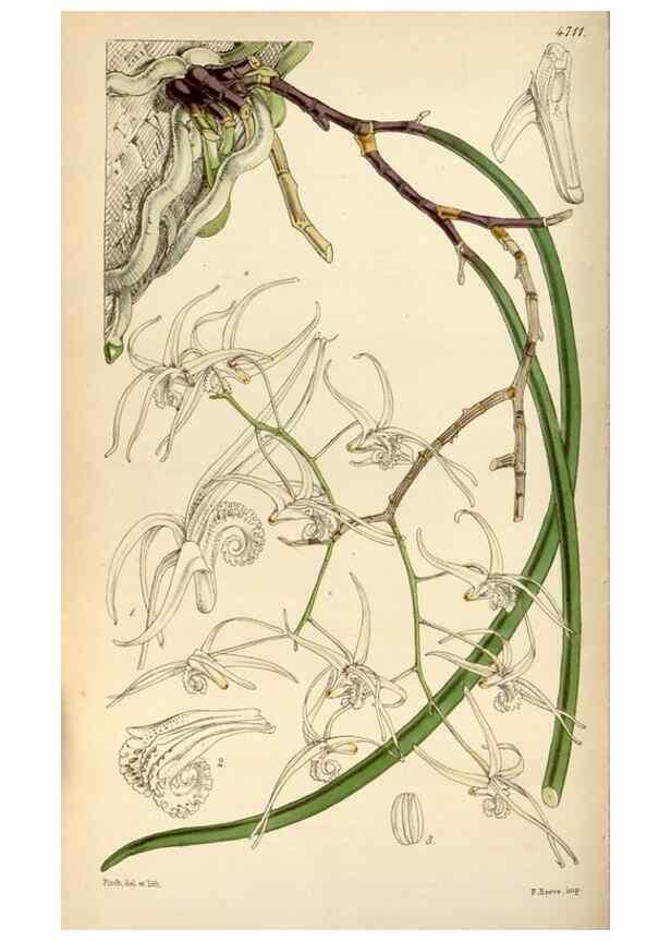Reproducción/Reproduction 35122425481: Curtis's botanical magazine.. London ; New York [etc.] :Academic Press [etc.]