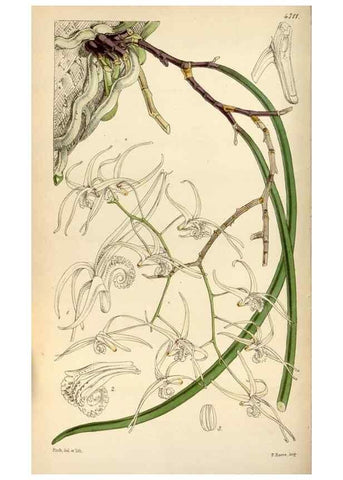 Reproducción/Reproduction 35122425481: Curtis's botanical magazine.. London ; New York [etc.] :Academic Press [etc.]