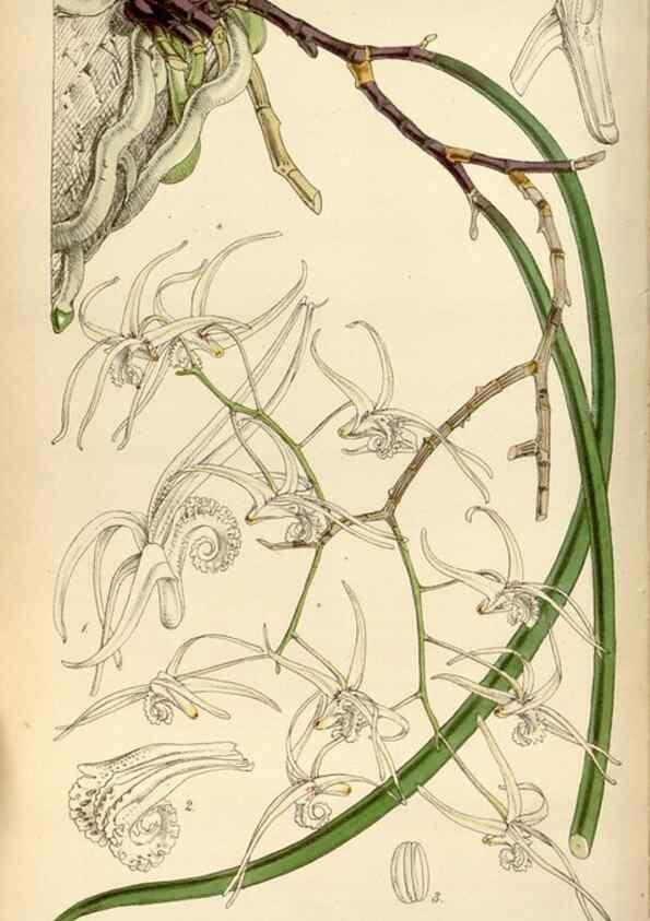 Reproducción/Reproduction 35122425481: Curtis's botanical magazine.. London ; New York [etc.] :Academic Press [etc.]