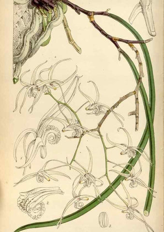 Reproducción/Reproduction 35122425481: Curtis's botanical magazine.. London ; New York [etc.] :Academic Press [etc.]